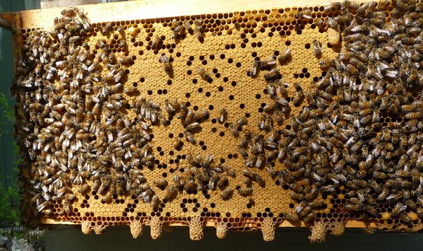 Found Capped Swarm Cell Today! | Beesource Beekeeping Forums